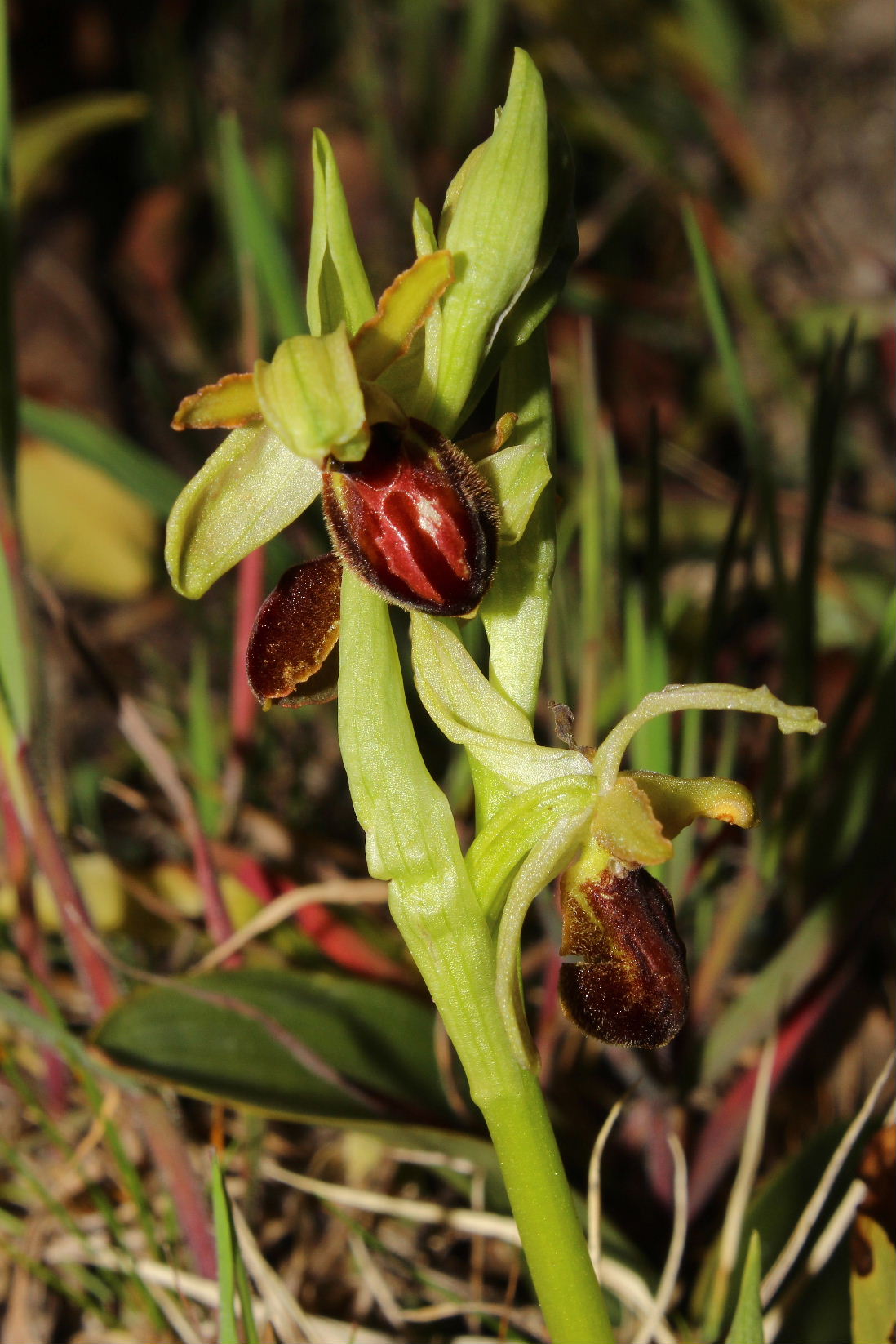 Ophrys arachnitiformis a confronto